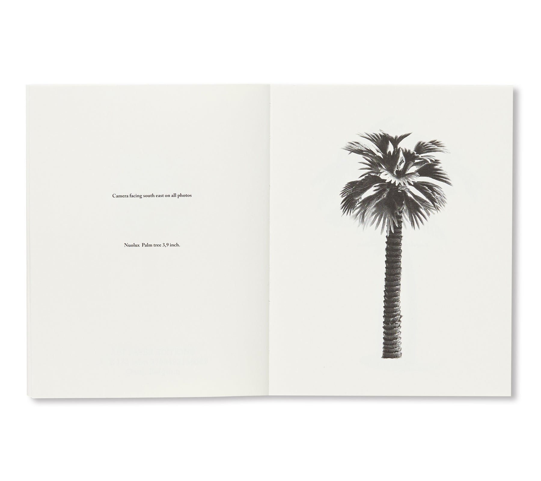 A FEW MODEL PALM TREES by Bruno V. Roels