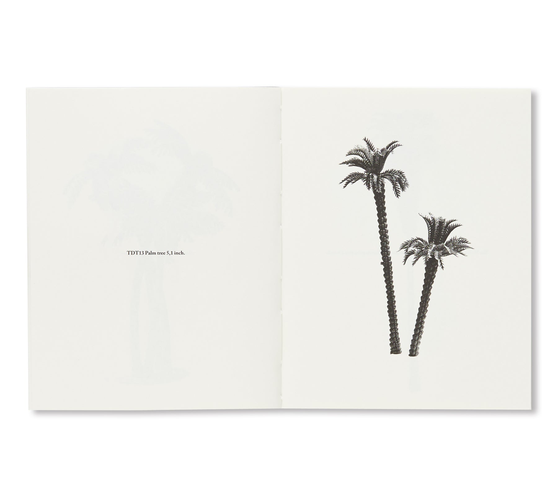 A FEW MODEL PALM TREES by Bruno V. Roels