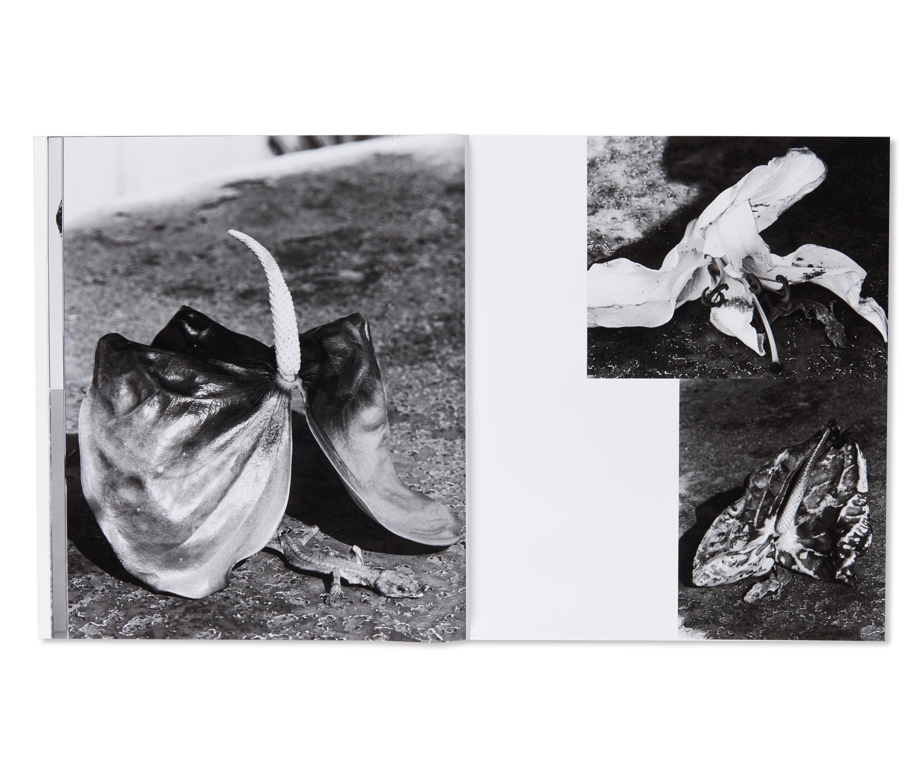 愛ノ花  / AI NO HANA by Nobuyoshi Araki