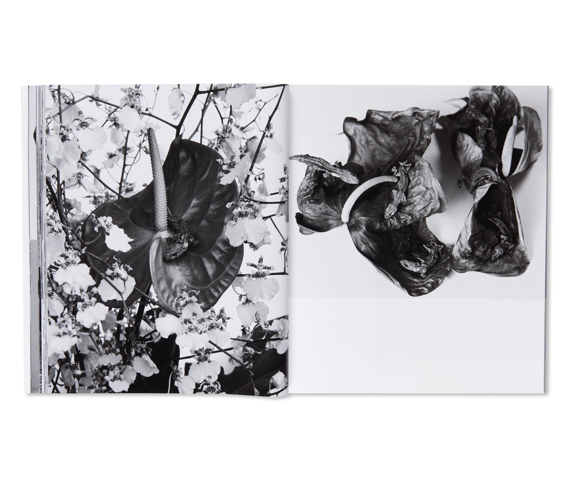 愛ノ花  / AI NO HANA by Nobuyoshi Araki