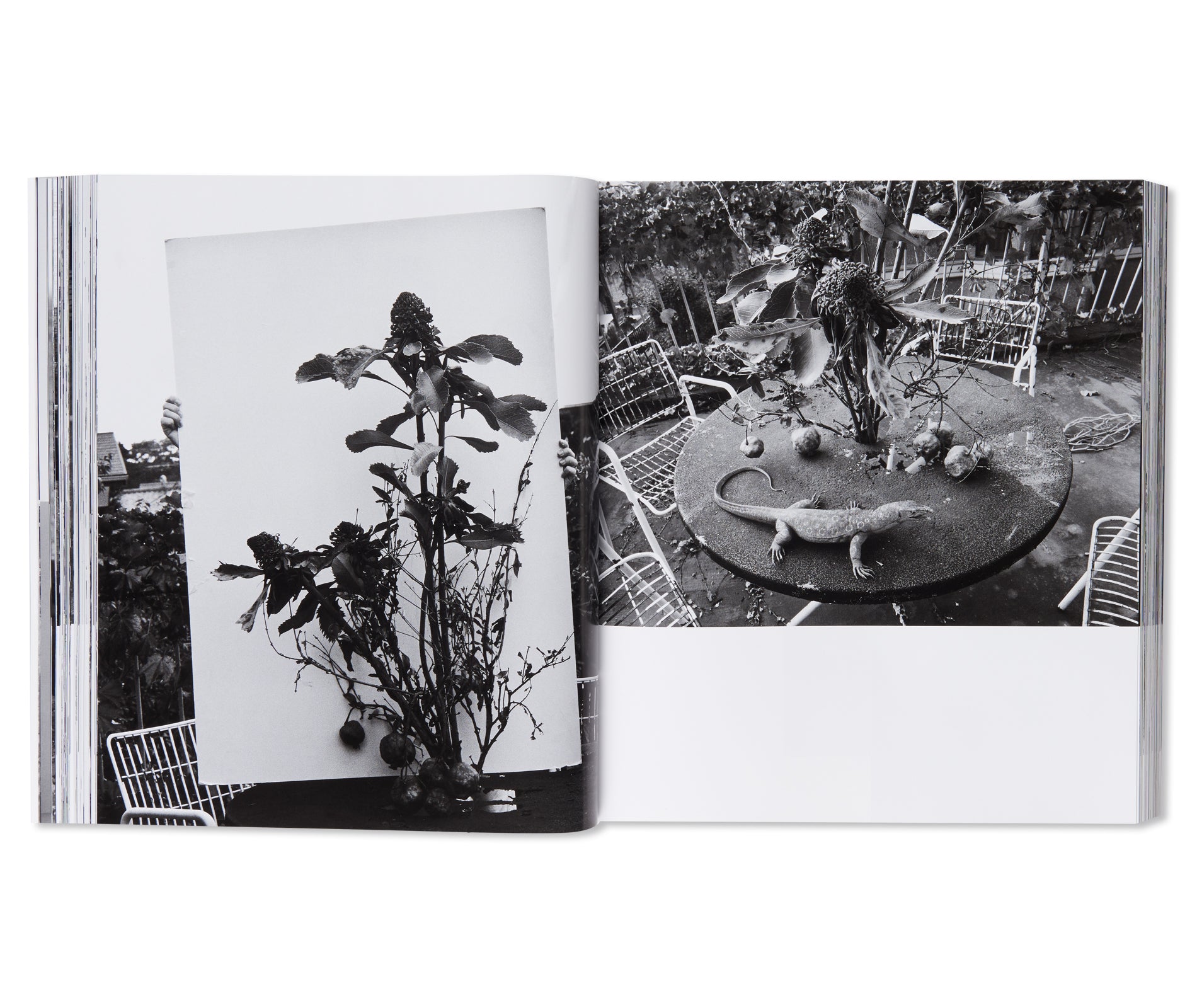 愛ノ花  / AI NO HANA by Nobuyoshi Araki