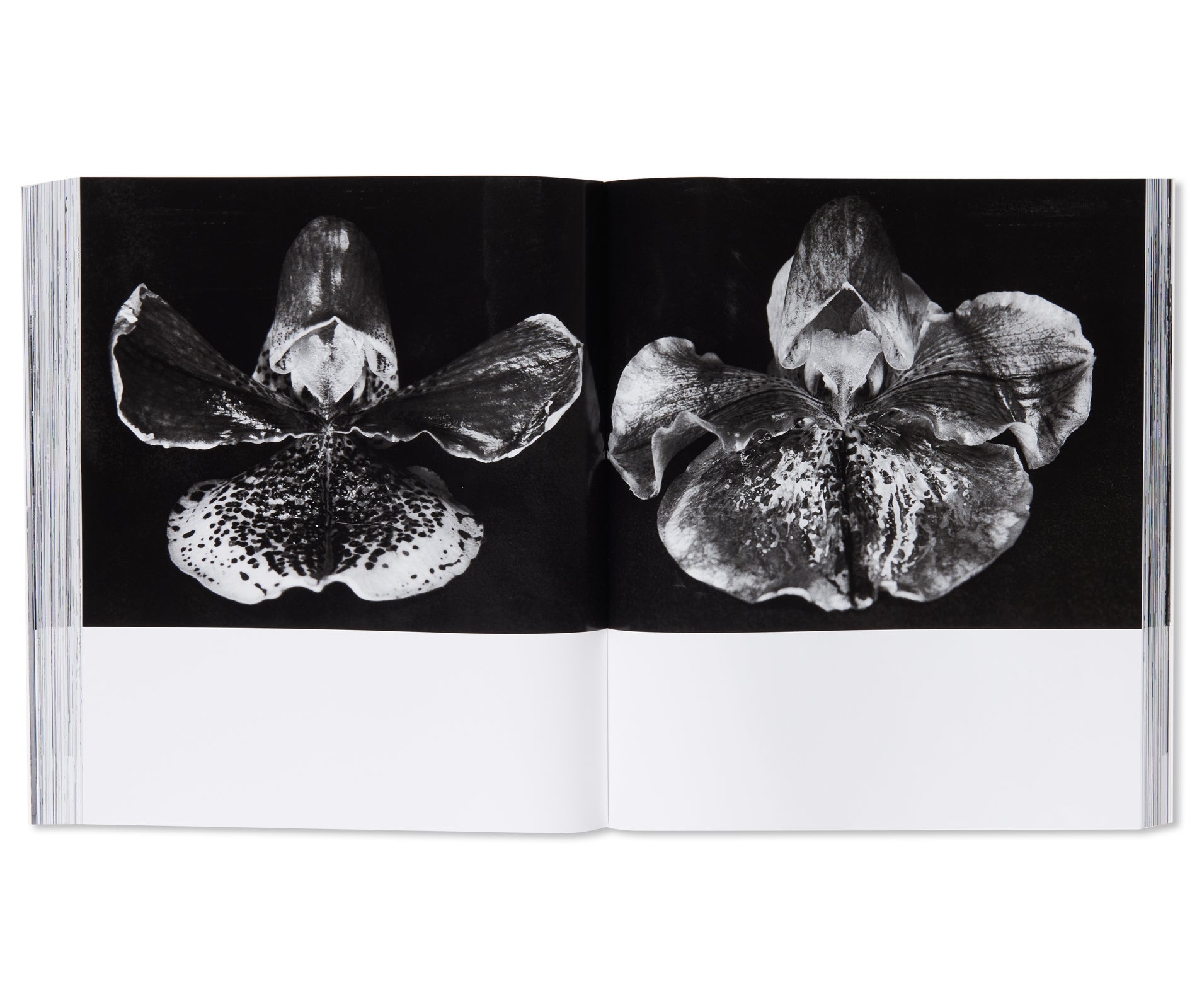 愛ノ花  / AI NO HANA by Nobuyoshi Araki