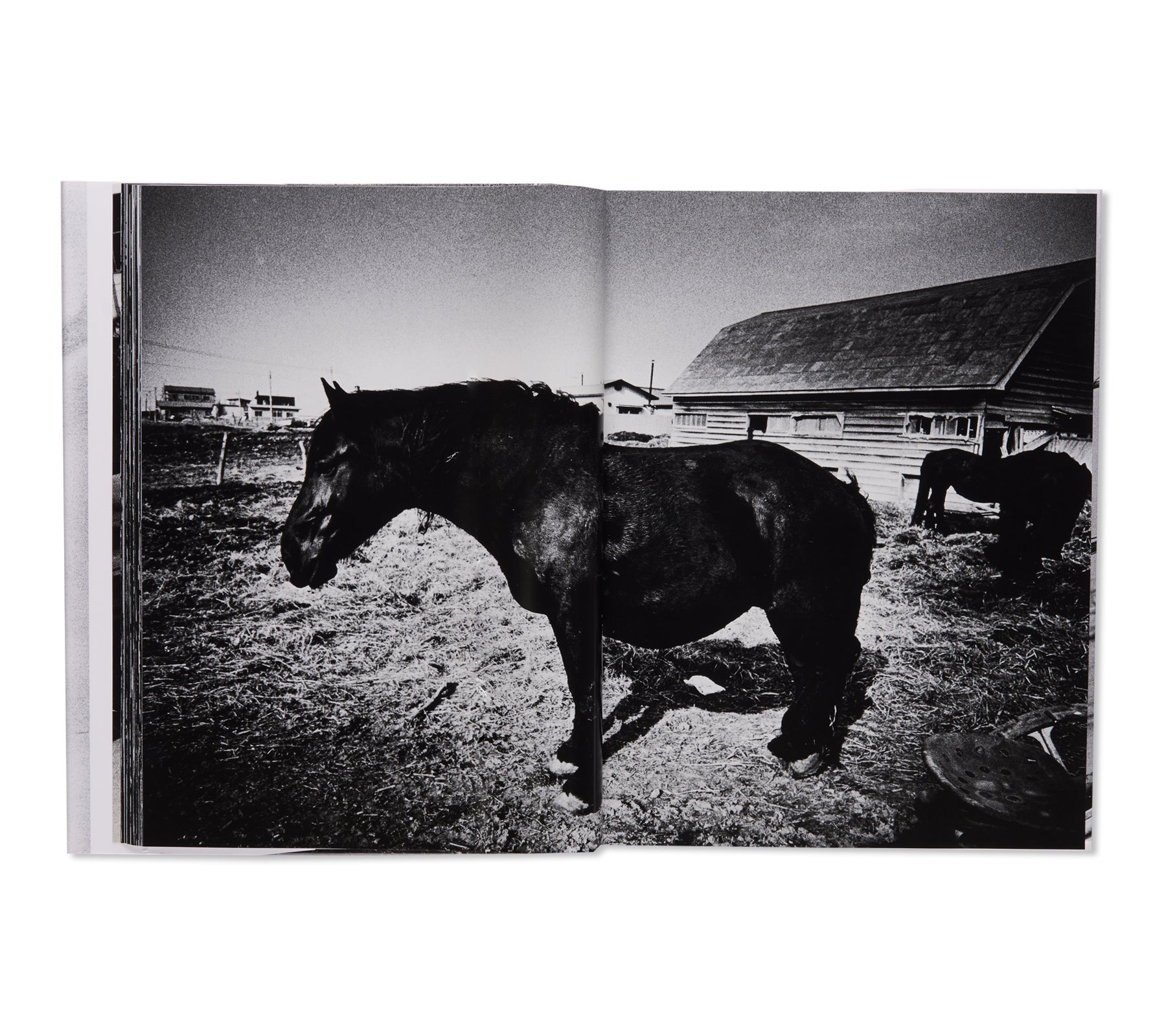 北海道 / HOKKAIDO by Daido Moriyama