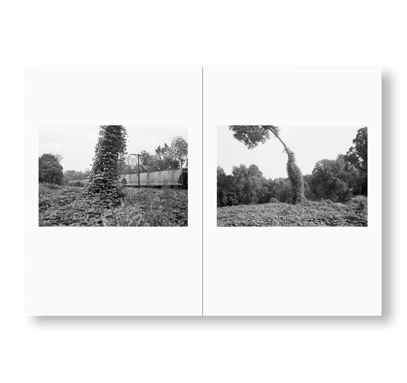 ONE PICTURE BOOK TWO #32: BENT TREE by Mark Steinmetz [SPECIAL EDITION]