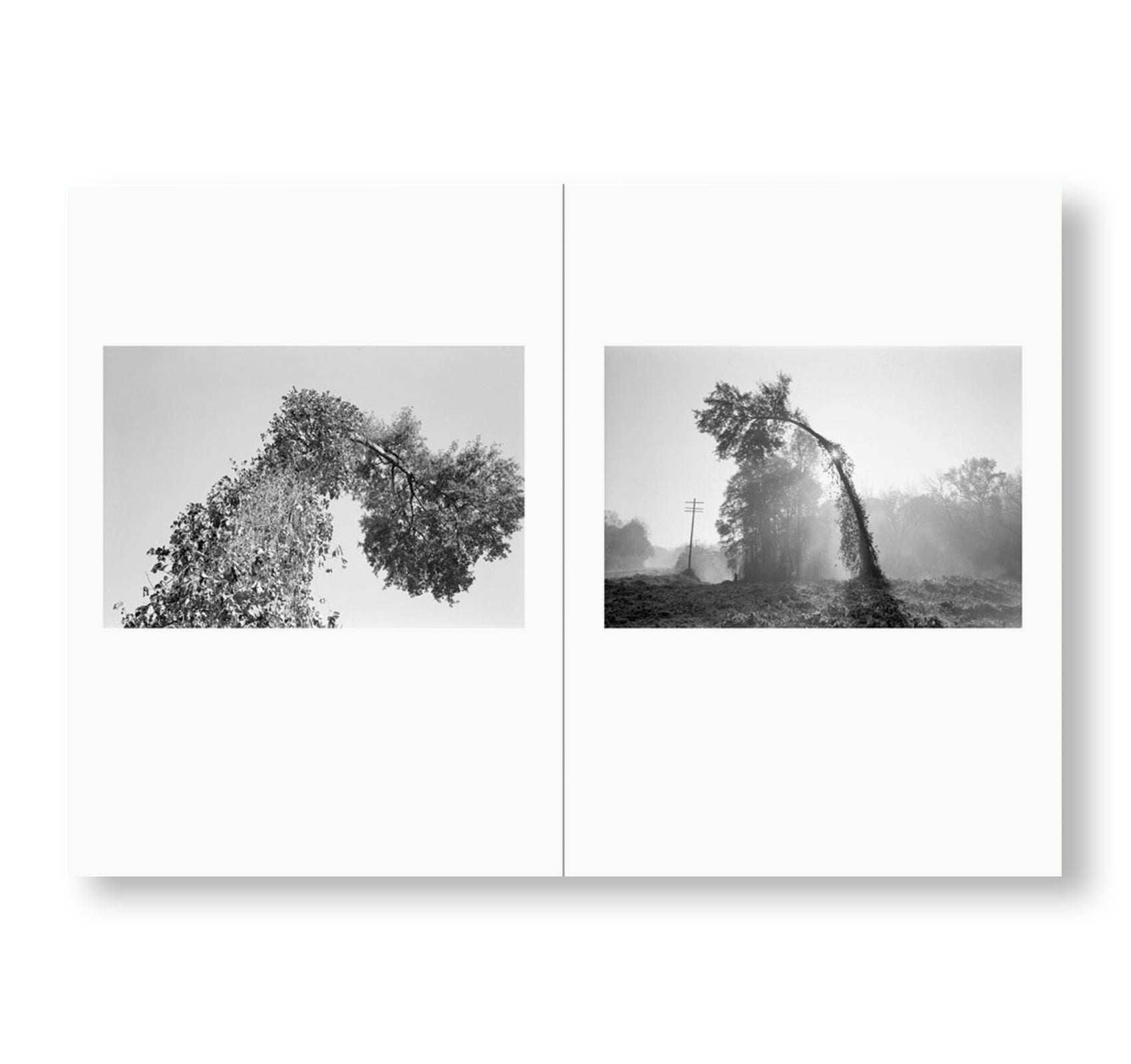 ONE PICTURE BOOK TWO #32: BENT TREE by Mark Steinmetz [SPECIAL EDITION]