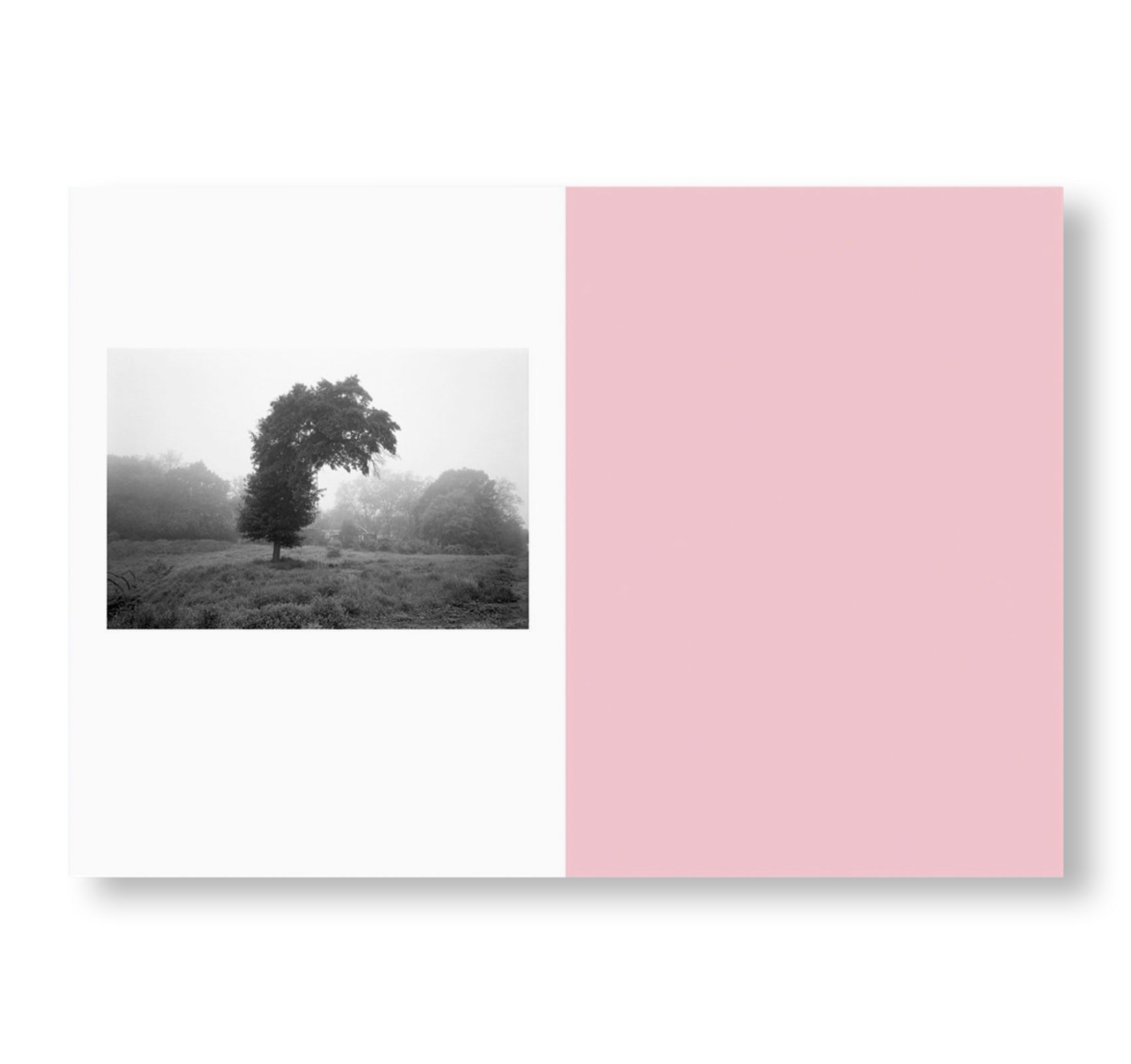 ONE PICTURE BOOK TWO #32: BENT TREE by Mark Steinmetz [SPECIAL EDITION]