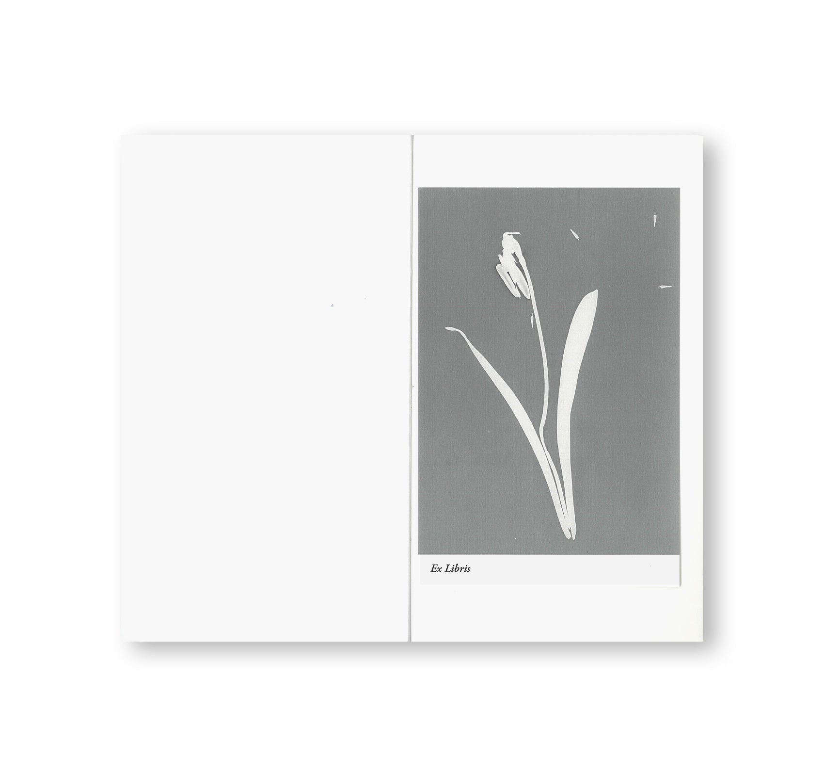 BOTANISCHE LEHRBRIEFE by Jochen Lempert