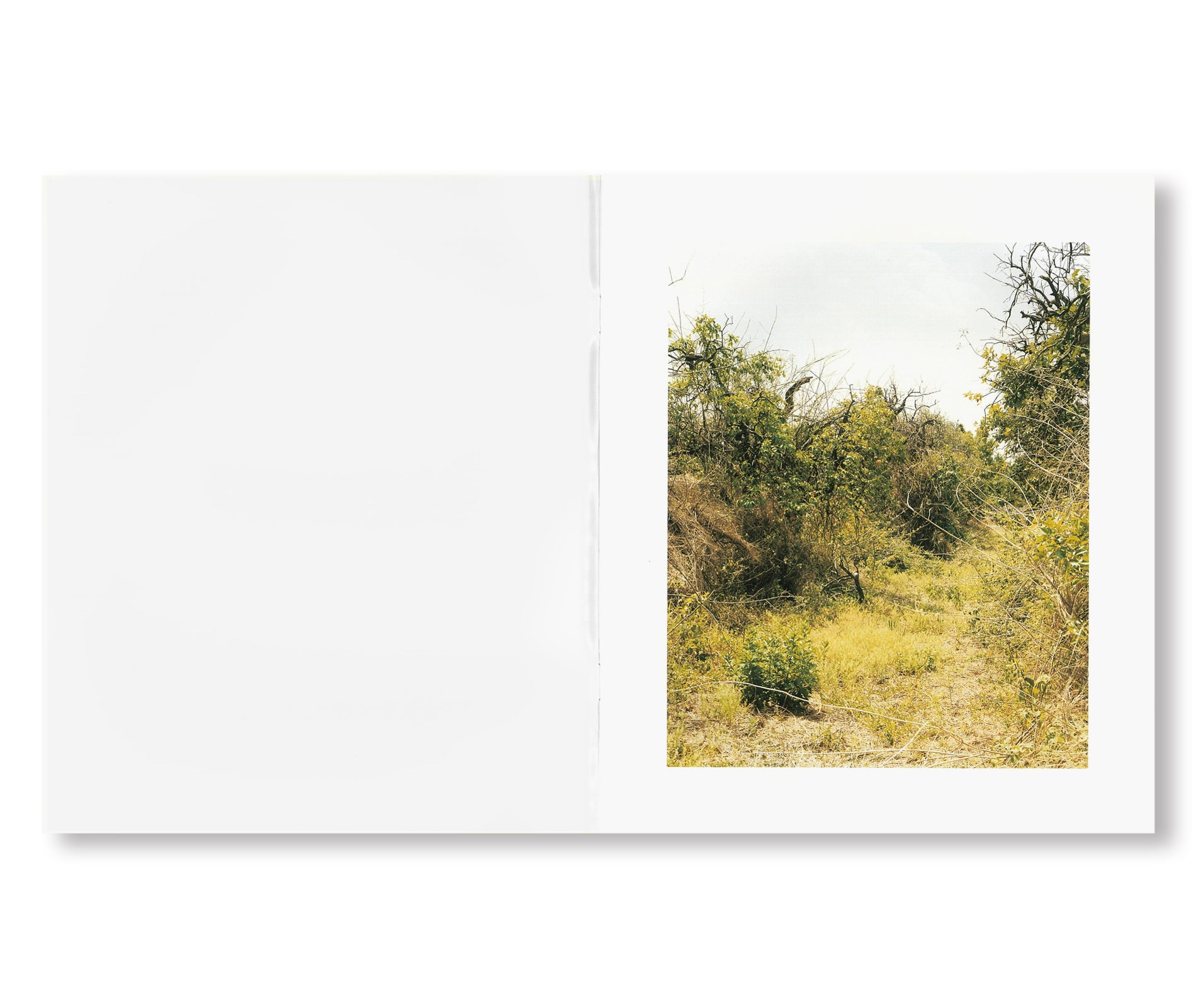 ORANGE GROVE by Roe Ethridge [SIGNED]