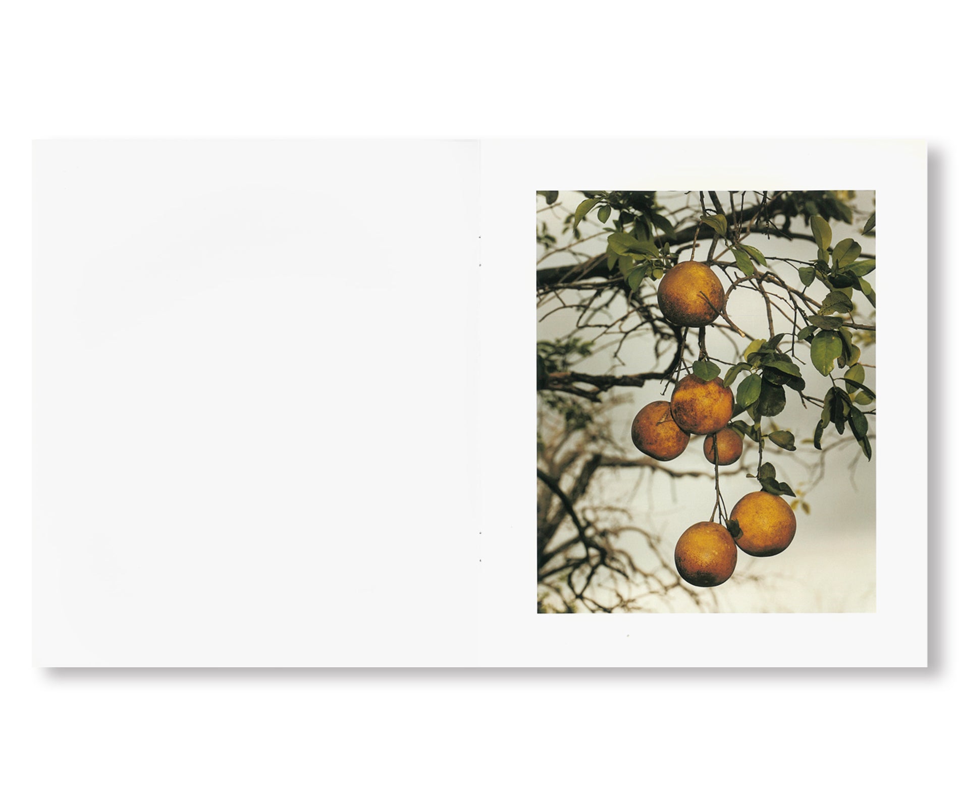 ORANGE GROVE by Roe Ethridge [SIGNED]