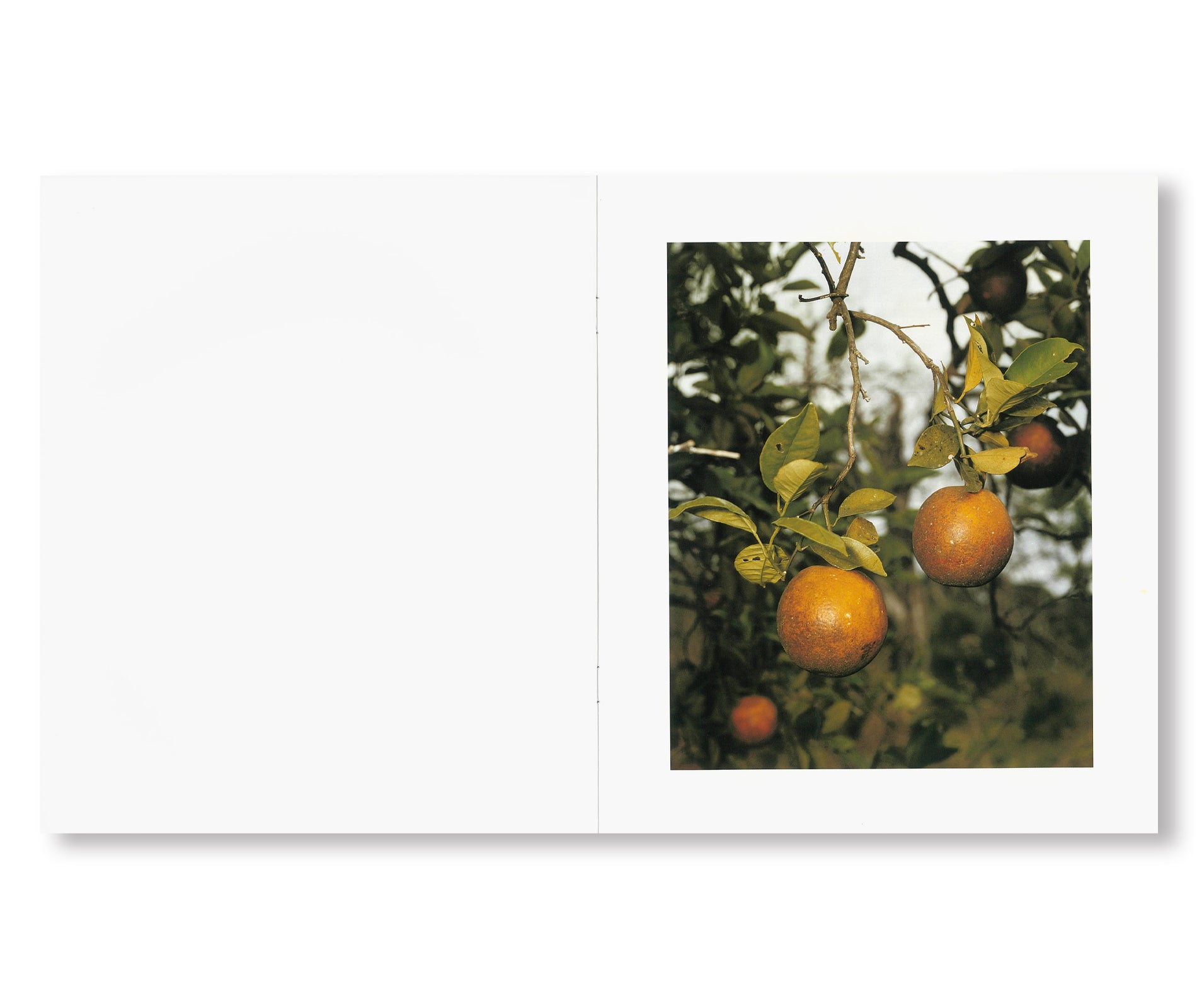 ORANGE GROVE by Roe Ethridge [SIGNED]