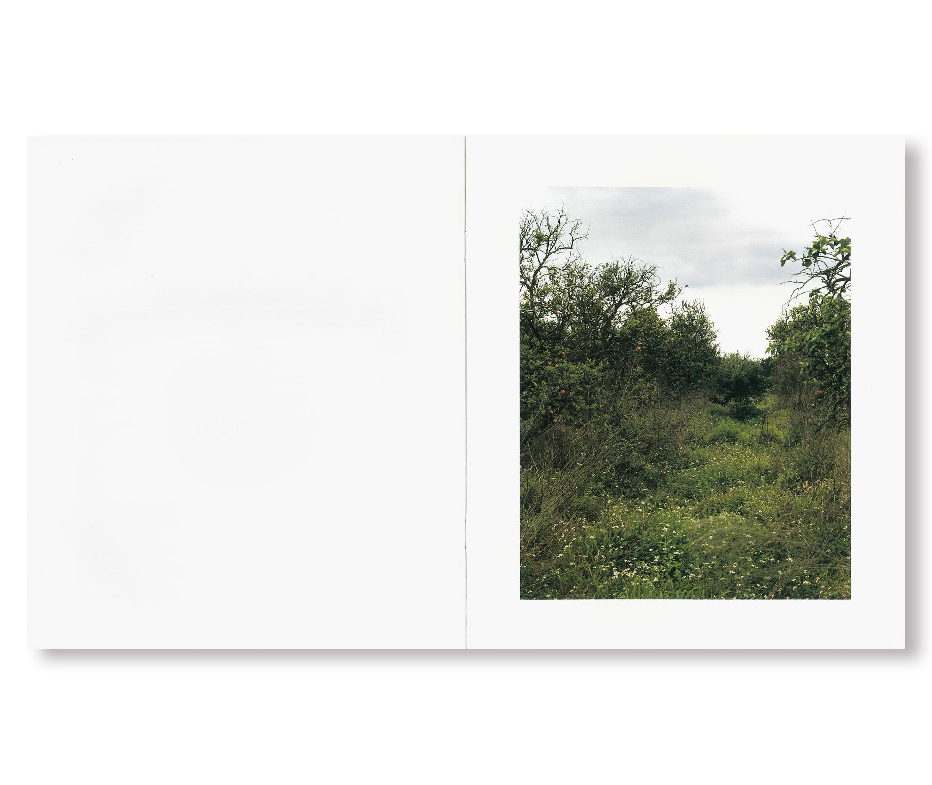 ORANGE GROVE by Roe Ethridge [SIGNED]