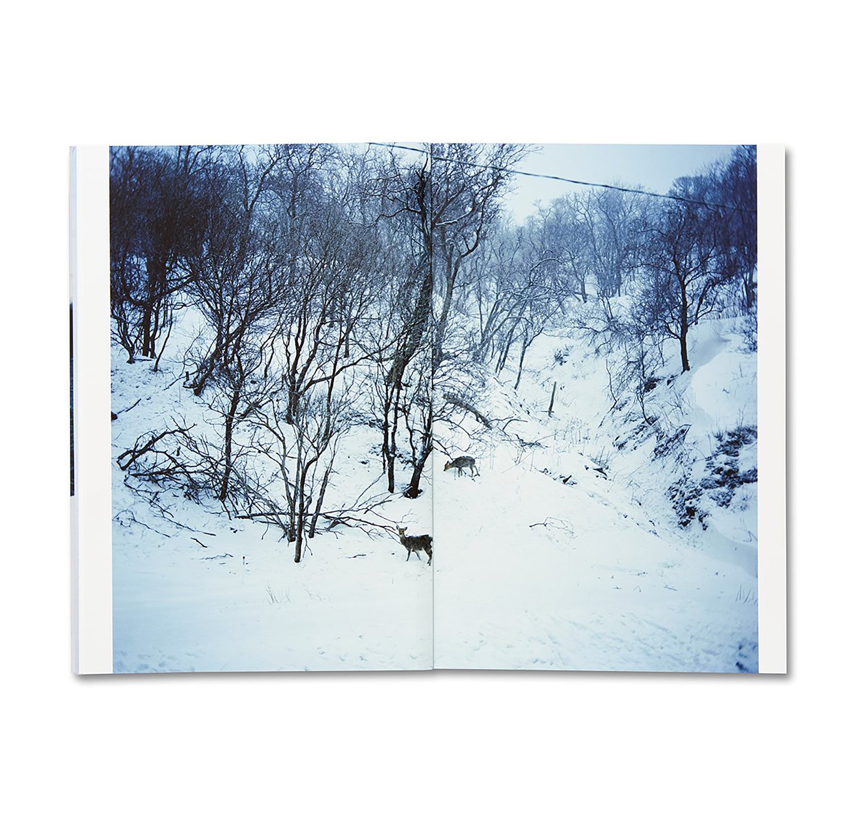 TRAILS by Takashi Homma [SIGNED]