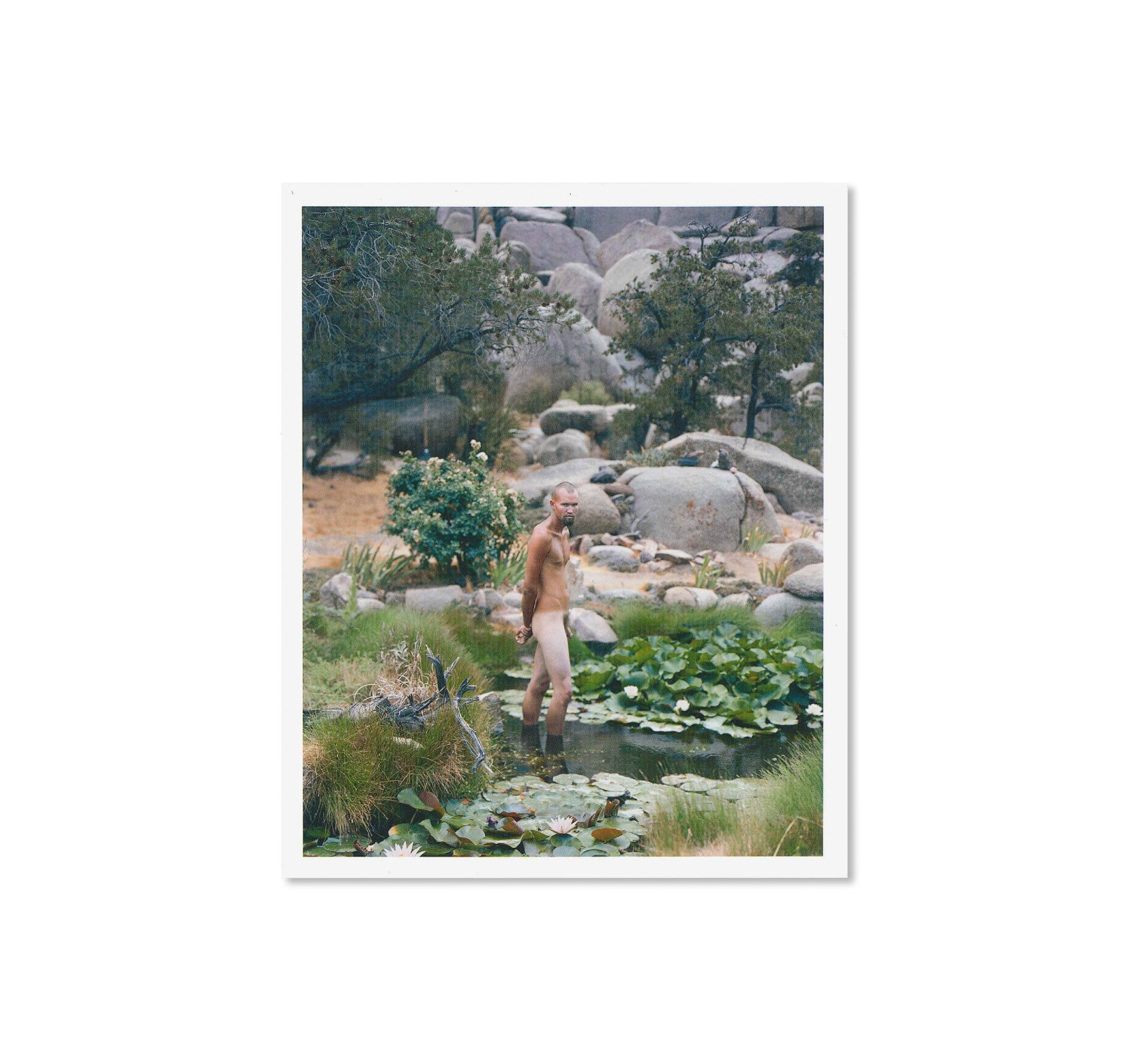 GATHERED LEAVES POSTCARDS by Alec Soth