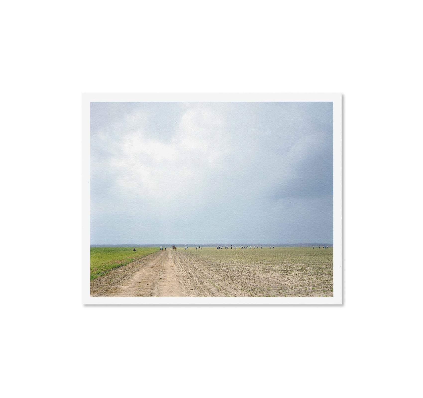 GATHERED LEAVES POSTCARDS by Alec Soth