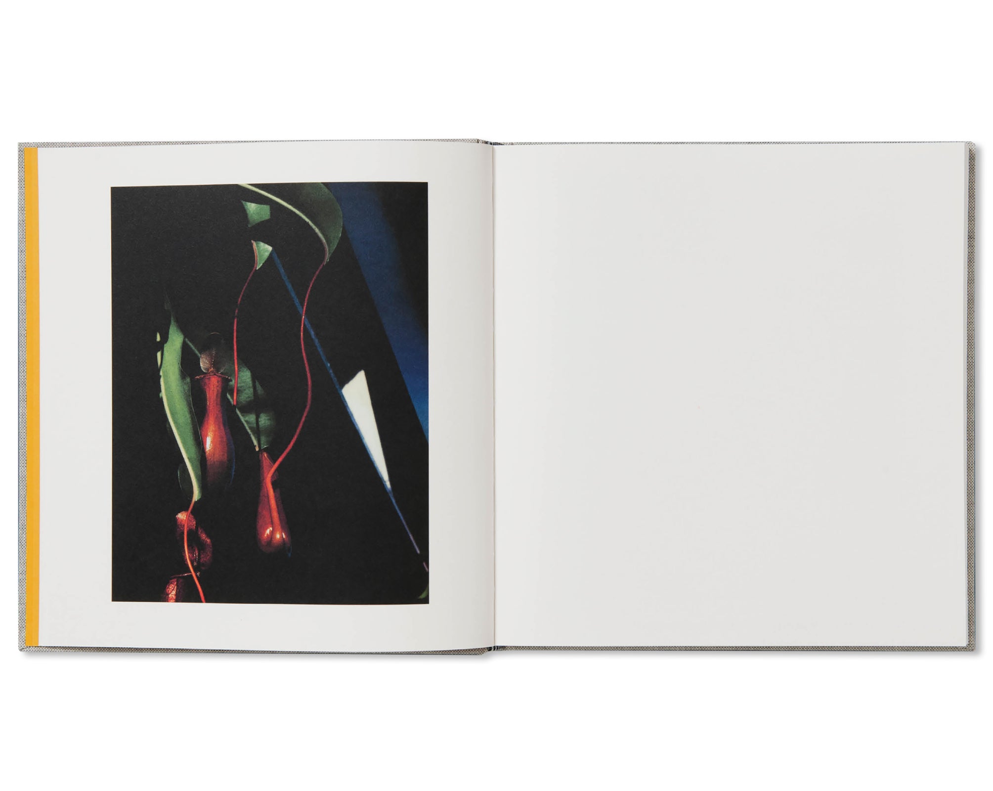 PHOTOGRAPHS by Jack Davison [THIRD EDITION]